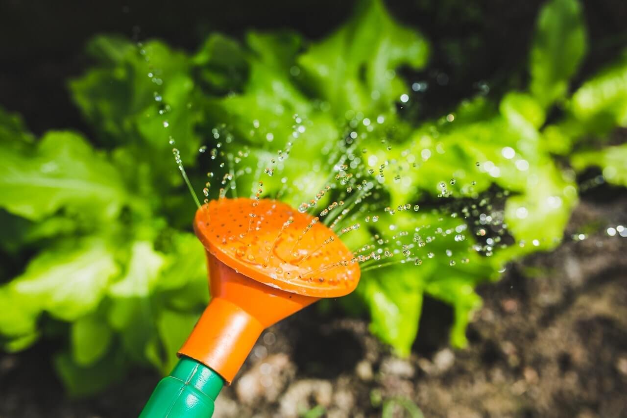 watering-plants-with-a-watering-can.jpg